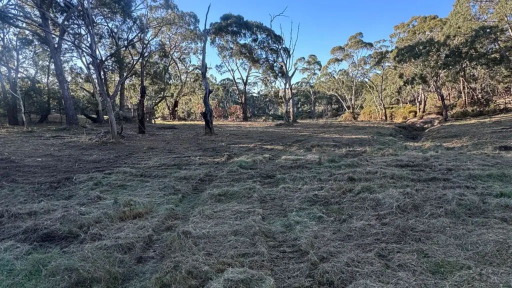Tree Mulching & Land Clearing